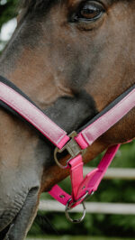 Licol EQUITHÈME - Glowy<fpäitsed - Image 9