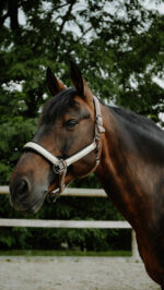 Licol EQUITHÈME - Glowy<fpäitsed - Image 11