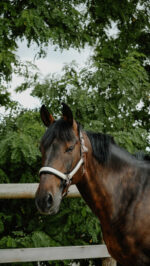 Licol EQUITHÈME - Glowy<fpäitsed - Image 12