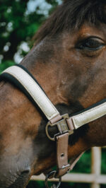 Licol EQUITHÈME - Glowy<fpäitsed - Image 13