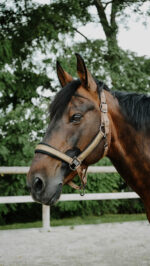 Licol EQUITHÈME - Glowy<fpäitsed - Image 15