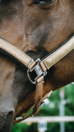 Licol EQUITHÈME - Glowy<fpäitsed - Image 16