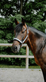 Licol EQUITHÈME - Glowy<fpäitsed - Image 18