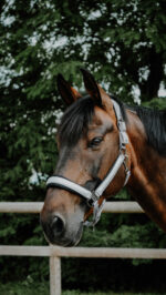 Licol EQUITHÈME - Glowy<fpäitsed - Image 19