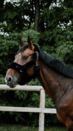 EQUITHÈME Je t'aime Halter – Snuggy