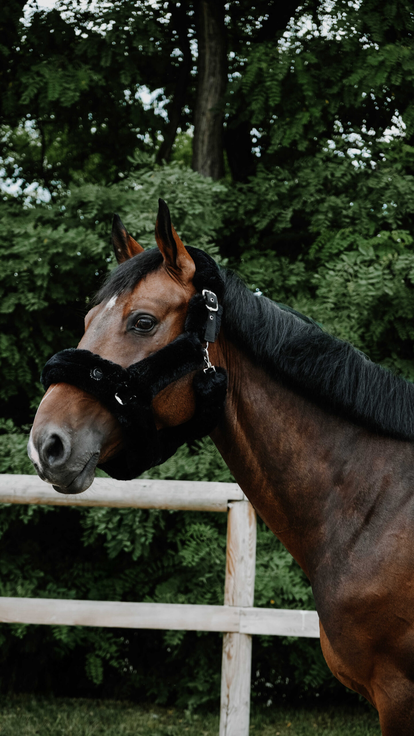 EQUITHÈME Je t'aime Halter – Snuggy