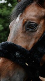 EQUITHÈME Je t'aime Halter – Snuggy - Image 2