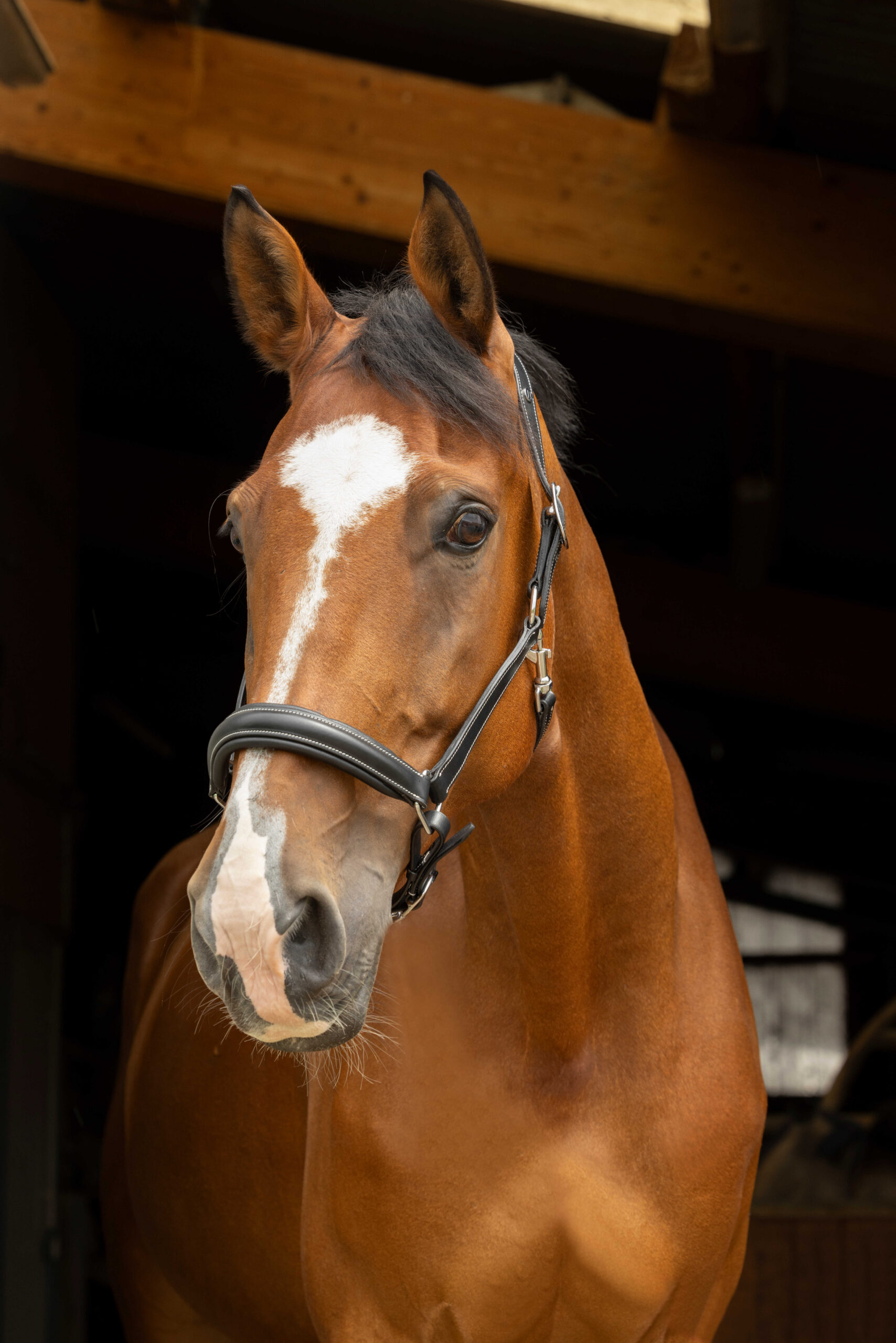 NORTON PRO anatomical halter