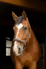 NORTON PRO anatomical halter - Image 3