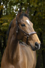 NORTON PRO anatomical halter - Image 4