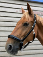 NORTON PRO anatomical halter - Image 7