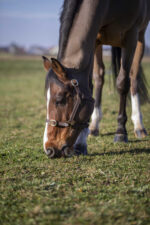 NORTON CLUB - Leather - Leather Halter