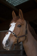 NORTON CLUB - Leather - Leather Halter - Image 2