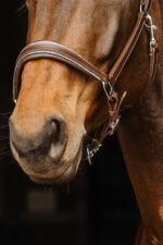 NORTON - Rock - Leather Halter - Image 4