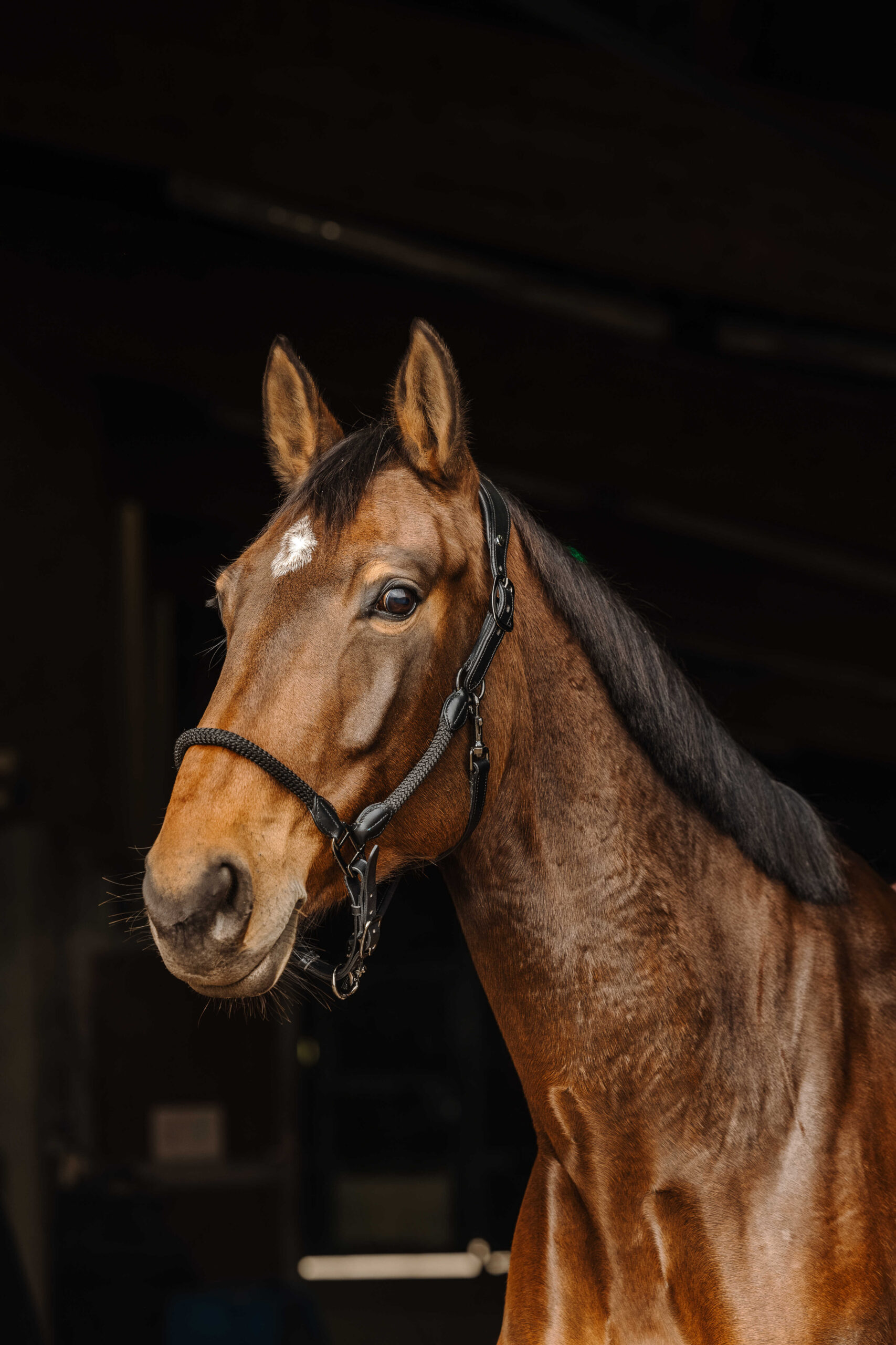 510309302_ambi_1 NORTON Leader/Sail halves - Image 1