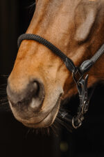 NORTON Leader/Sail halves - Image 2