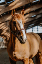 NORTON Halter - US - Image 2