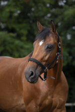 Nylon halter NORTON - Lined with neoprene - Image 2