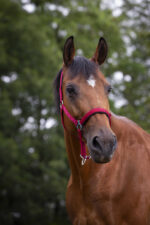 Nylon halter NORTON - Lined with neoprene - Image 3