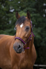 Nylon halter NORTON - Lined with neoprene - Image 9