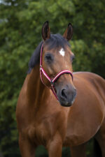 Nylon halter NORTON - Lined with neoprene - Image 11