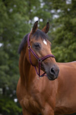 Nylon halter NORTON - Lined with neoprene - Image 13