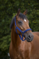 Nylon halter NORTON - Lined with neoprene - Image 17