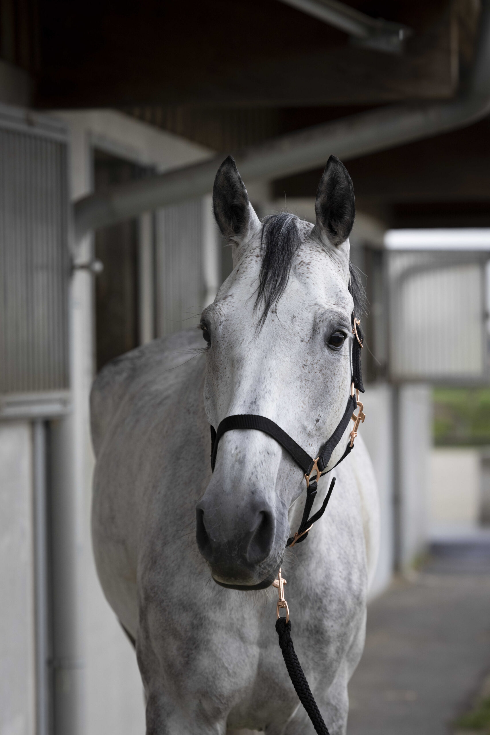 NORTON halter and lead rope - rose gold