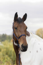 NORTON halter and lead rope - rose gold - Image 3