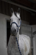 EQUITHÈME Halter + Rope - Satin