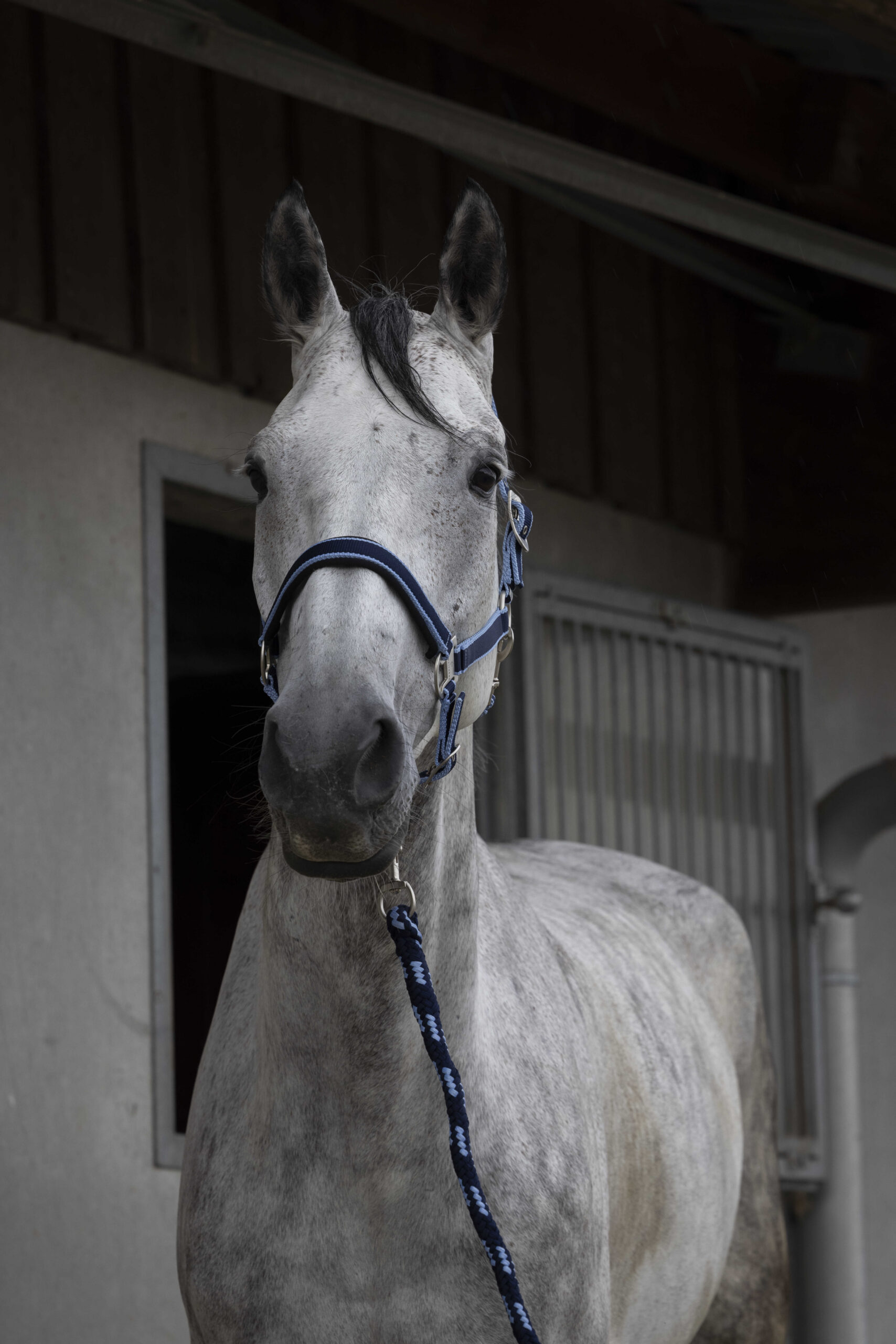 510605127_ambi_1 EQUITHÈME Halter + Rope - Satin - Image 1