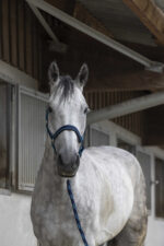 EQUITHÈME Halter + Rope - Satin - Image 5