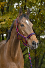 EQUITHÈME Halter + Rope - Satin - Image 7