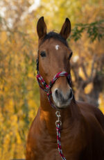 EQUITHÈME Halter + Lead rope set - Braided - Image 6