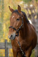 EQUITHÈME Halter + Lead rope set - Braided - Image 8