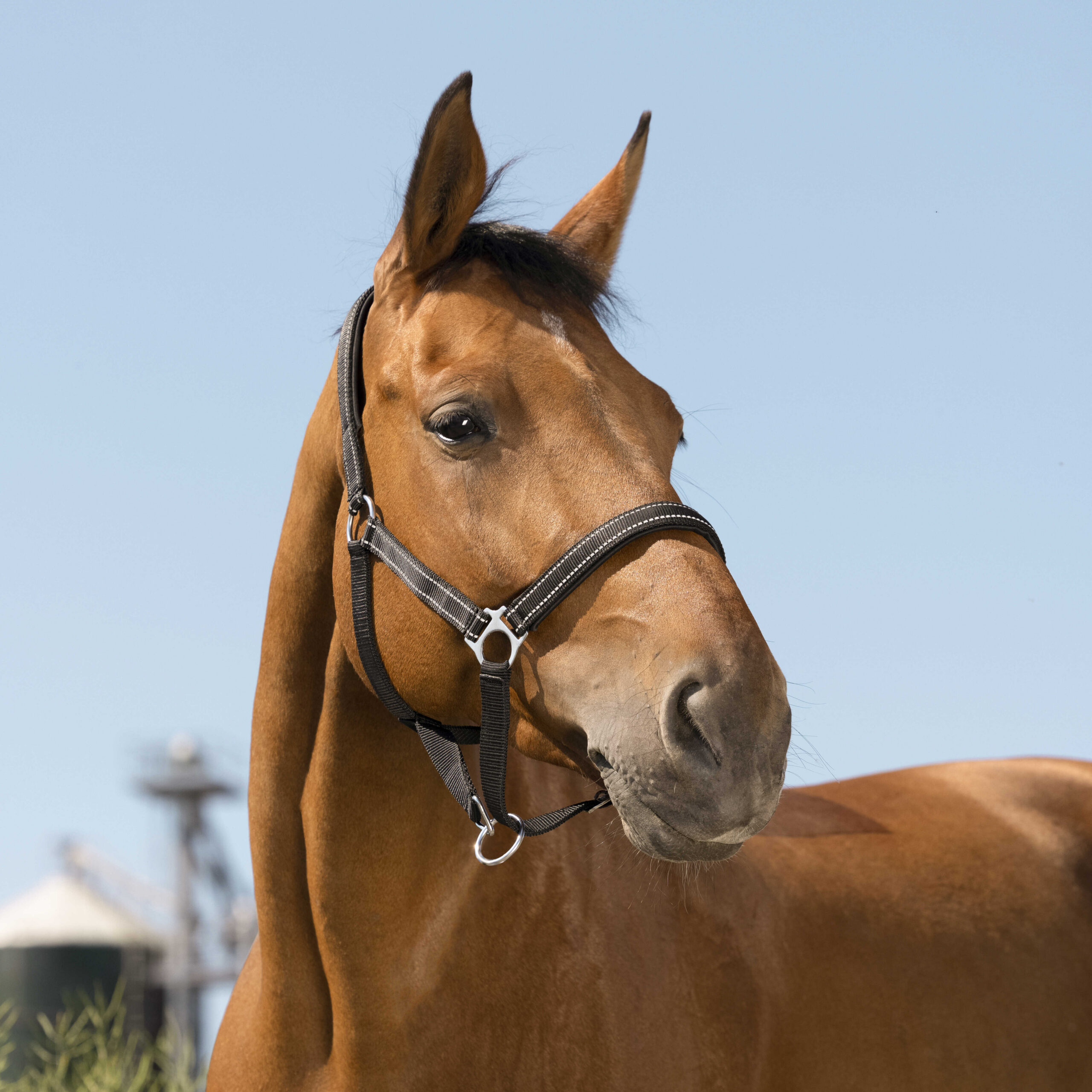 510630302_ambi_1 NORTON - Reflective - Headcollar - Image 1
