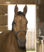 NORTON - Reflective - Headcollar - Image 2