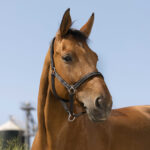 NORTON - Reflective - Headcollar - Image 3