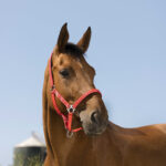 NORTON - Reflective - Headcollar - Image 5