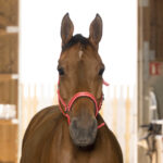 NORTON - Reflective - Headcollar - Image 6