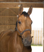 NORTON - Reflective - Headcollar - Image 9