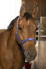 NORTON - Reflective - Headcollar - Image 11