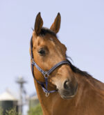 NORTON - Reflective - Headcollar - Image 14