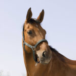 NORTON - Reflective - Headcollar - Image 16