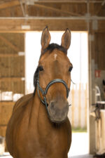 NORTON - Reflective - Headcollar - Image 17