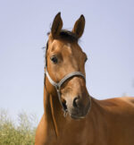 NORTON - Reflective - Headcollar - Image 19