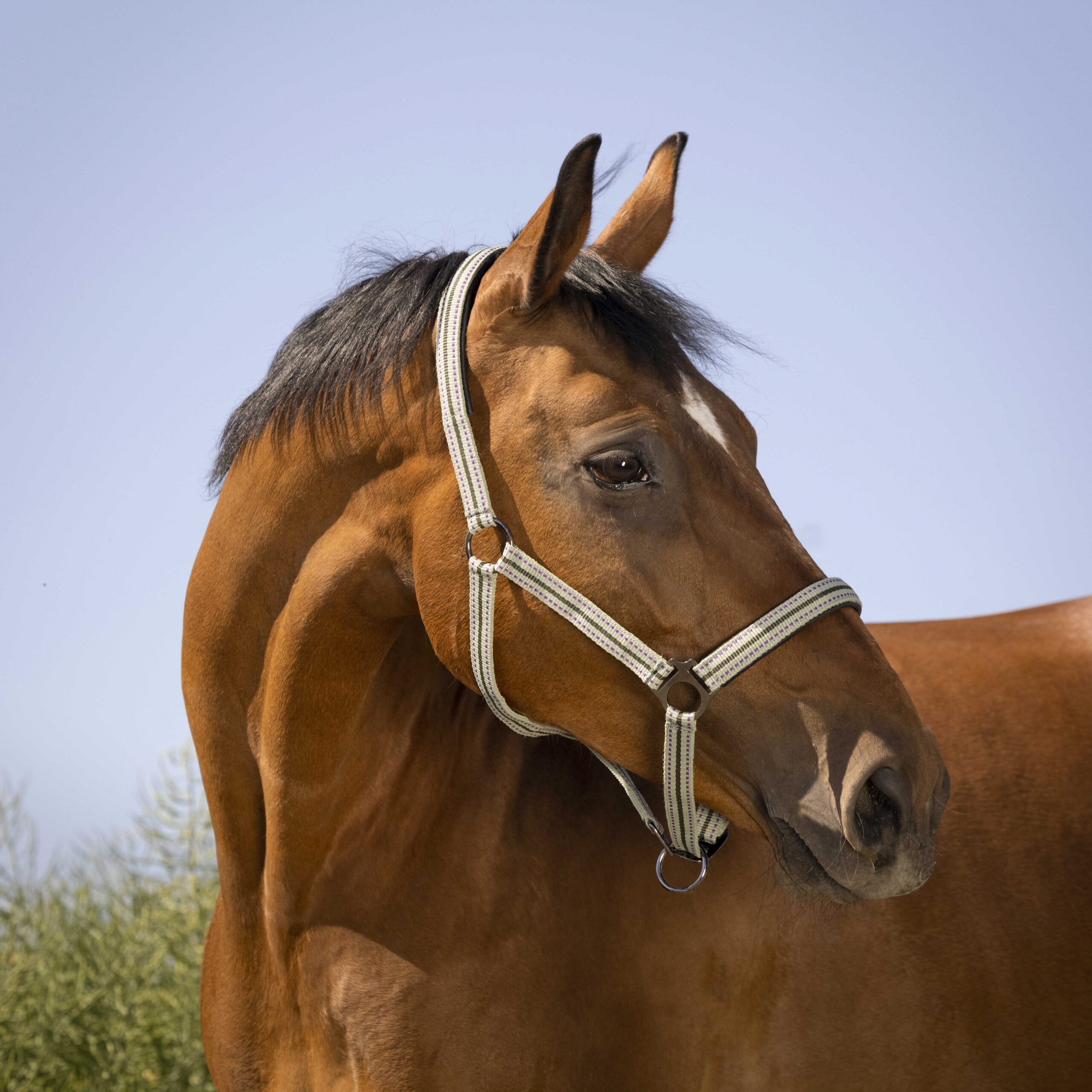 NORTON Halfter “Black Buckle”