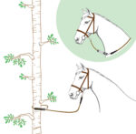 NORTON tie-up rope - Rando - Image 5