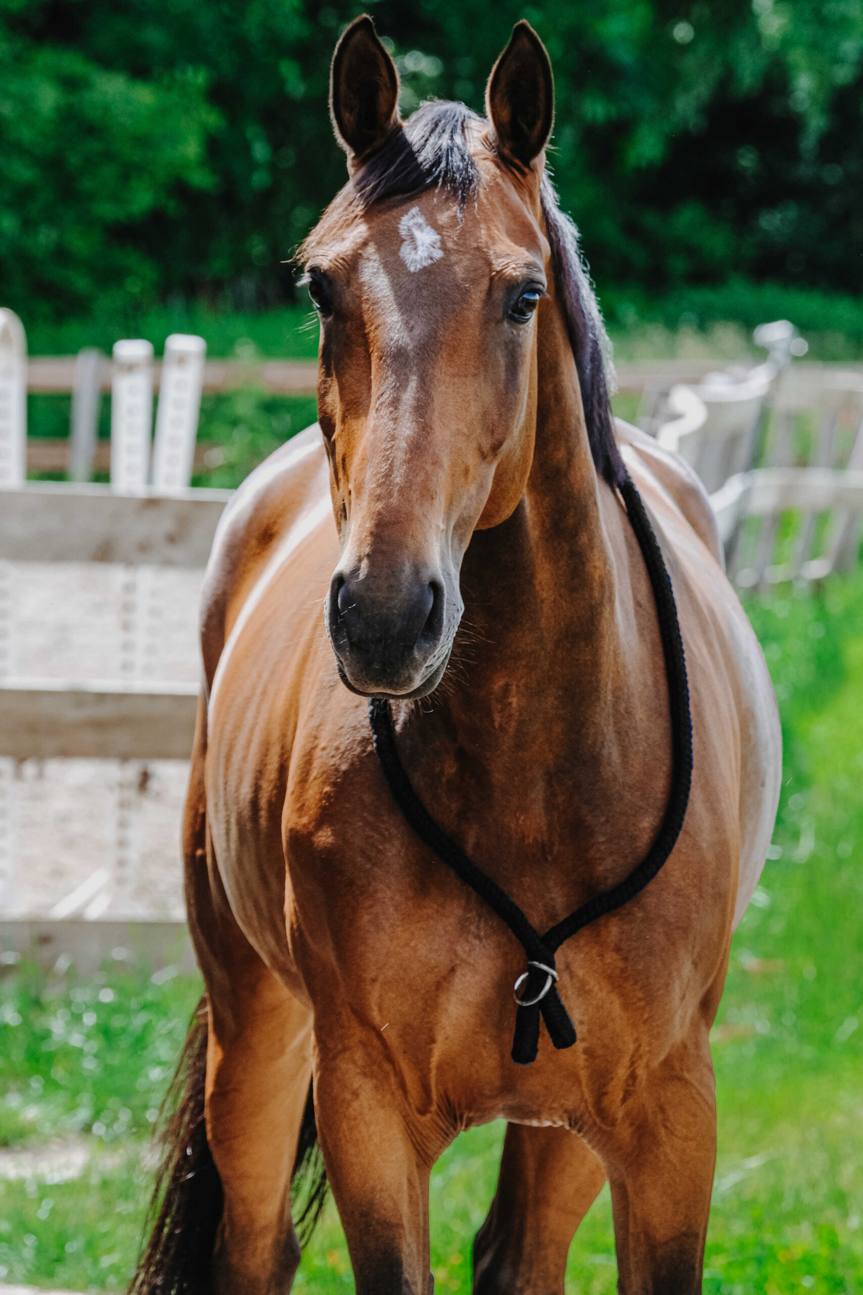 Ethologischer Neckring von NORTON