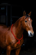 Ethologischer Neckring von NORTON - Image 3